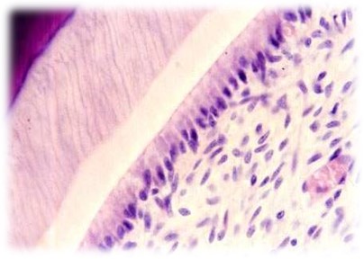 3.3-2 成牙本质细胞.jpg