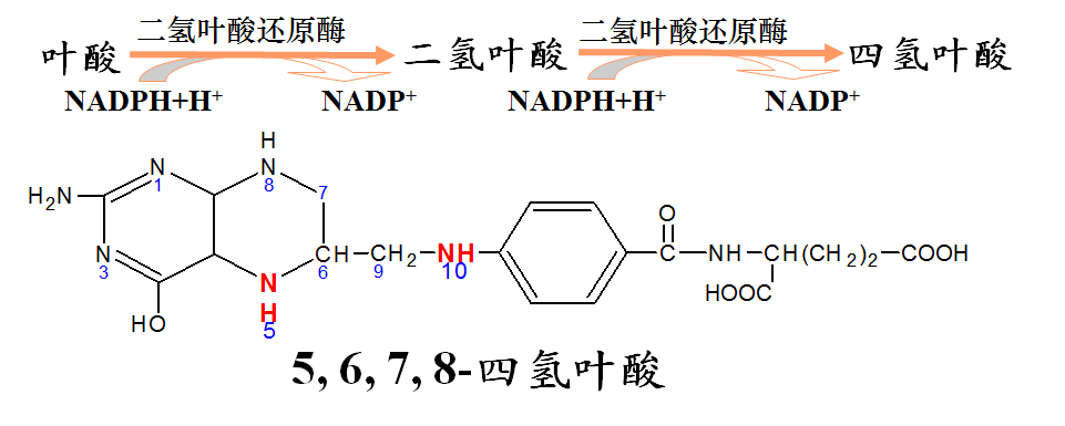 磷酸吡哆醛可终止类固醇激素的作用  (三)维生素b6过量可引起