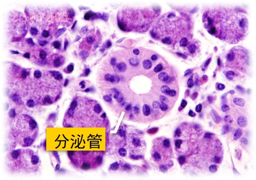 6.1-6 分泌管.jpg