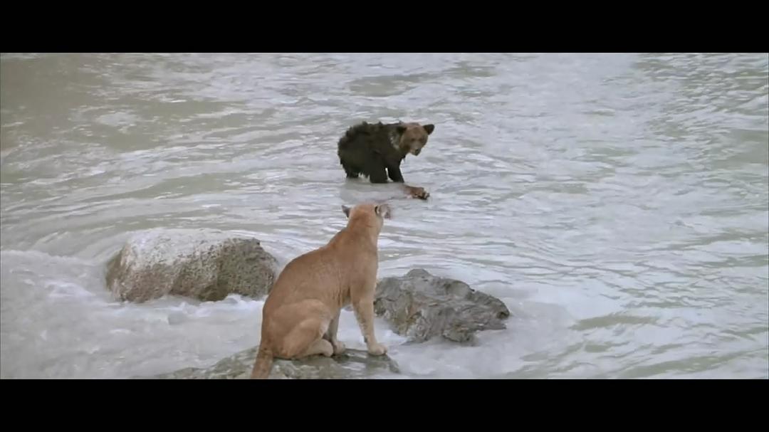 小熊的故事，下载之旅？