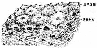 单层扁平上皮.jpg