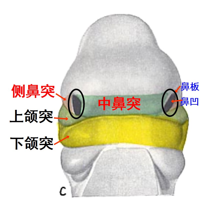 1.2-4 胚胎第28天面突的分化.jpg
