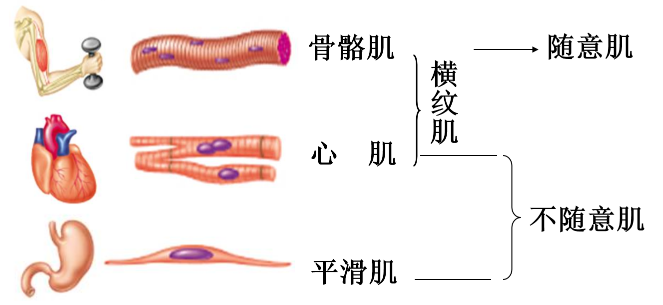 肌组织的分类.png
