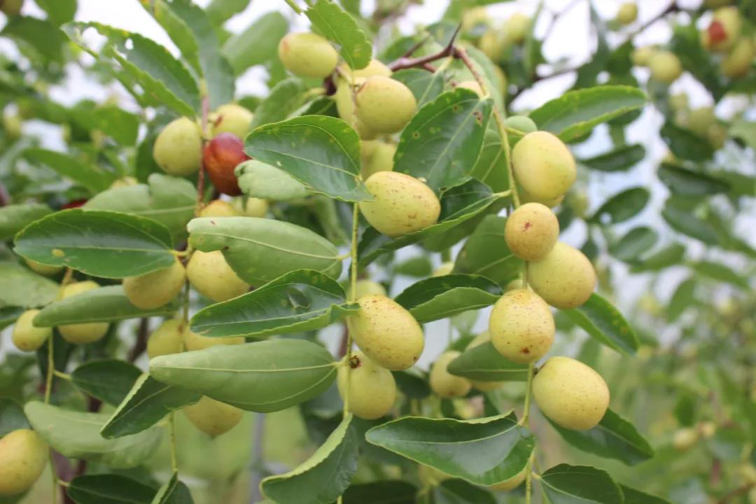 微信图片_20200917001400 微信图片_20200917001400.jpg