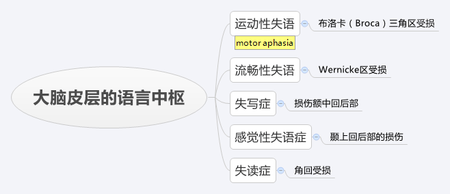 大脑语音中枢.jpg