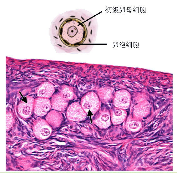 原始卵泡.jpg