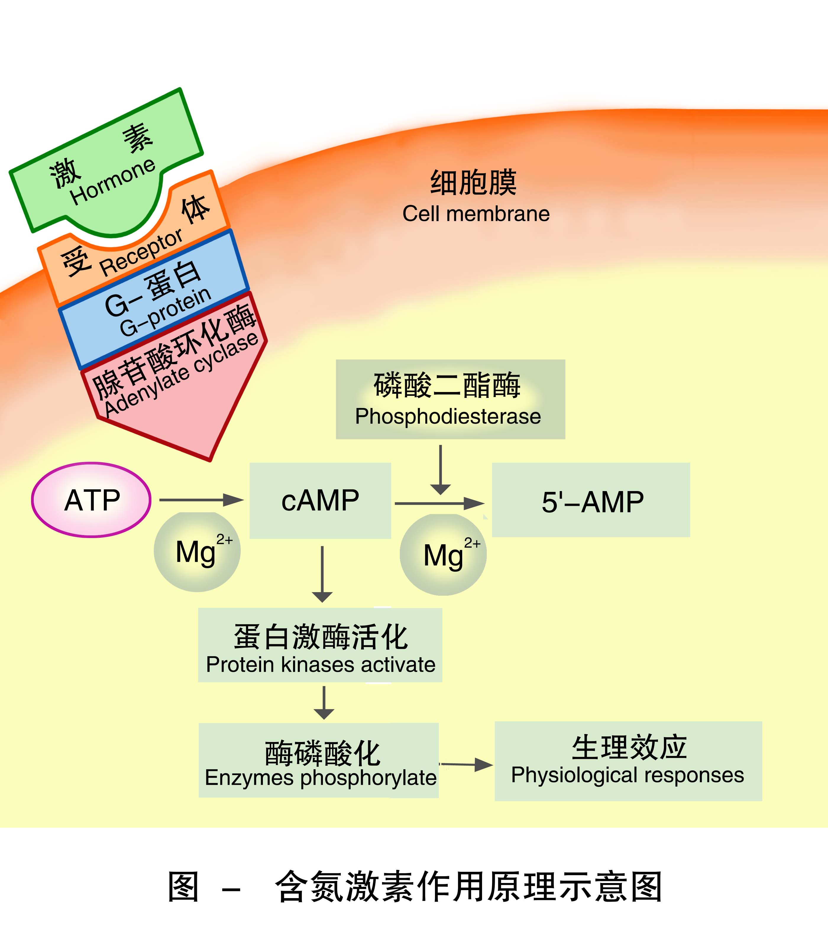2-含氮激素作用原理示意图 .jpg