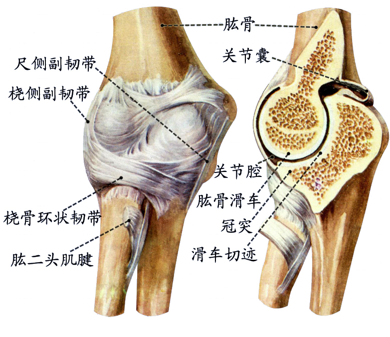 肘关节.jpg
