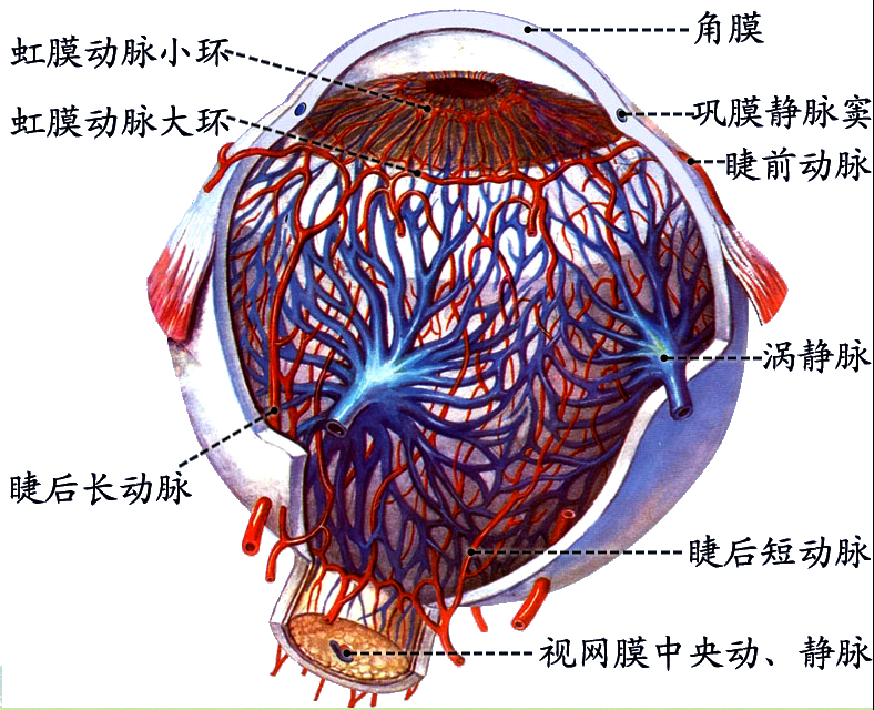 眼的血管.jpg