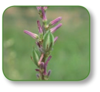 pagenumber_ebook=38,pagenumber_book=25