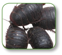 pagenumber_ebook=188,pagenumber_book=175