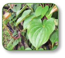 pagenumber_ebook=215,pagenumber_book=202