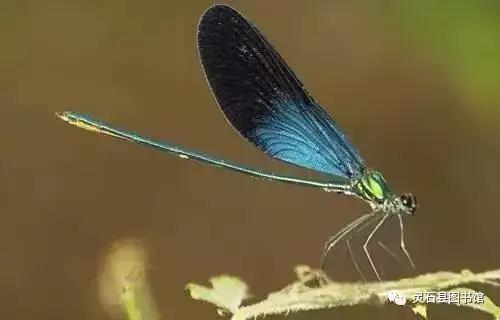 20170901111455_82qm6vi7dq 20170901111455_82qm6vi7dq.jpg?v=1765863506310