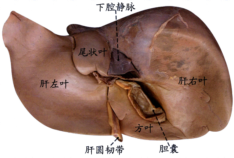 肝下面.jpg