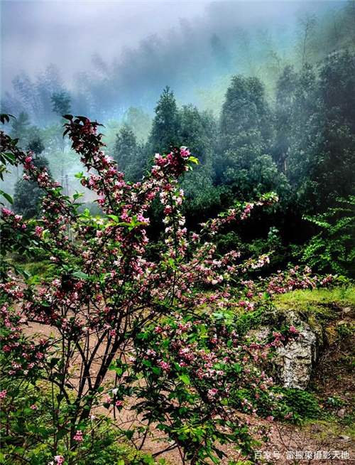 -川岩洞美锦带花，花如其名美似锦：锦带花。.jpg
