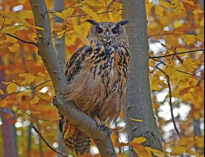 1英文绘本分享活动2