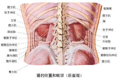 肾的位置和毗邻(后面观).jpg