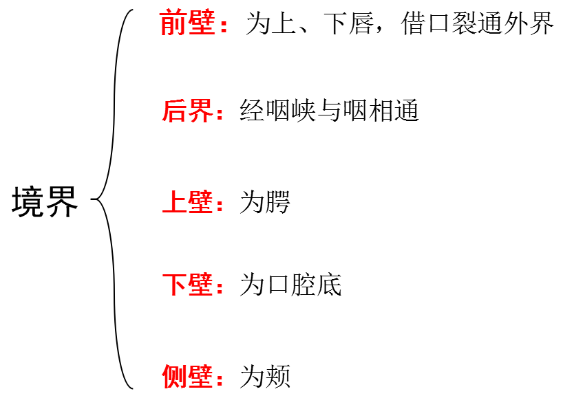 消化管2.png