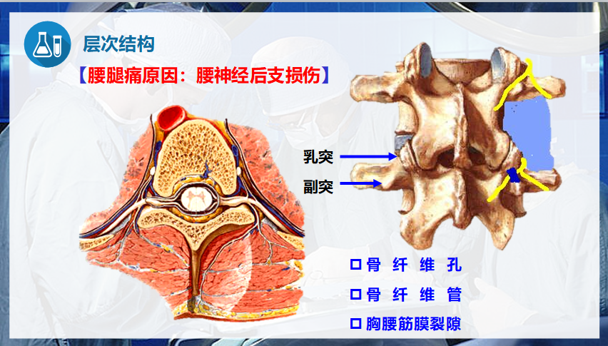 5.7 脊神经后支.png