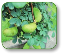 pagenumber_ebook=118,pagenumber_book=105