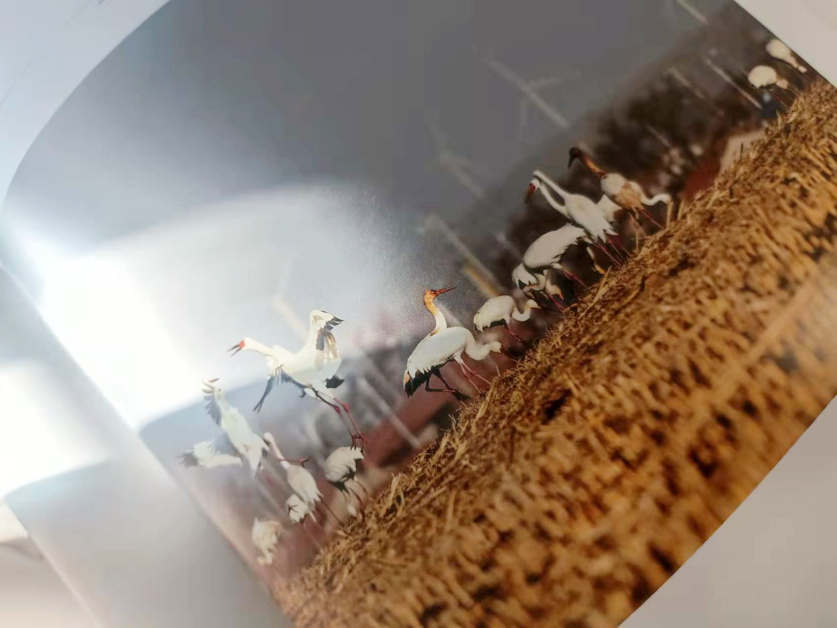 a21aa3912878b5db97827deda78f926 a21aa3912878b5db97827deda78f926.jpg