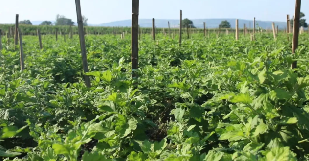 5555ba79c3b08994140393ec5991b143 5555ba79c3b08994140393ec5991b143.png