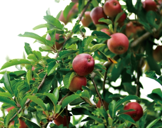 pagenumber_ebook=126,pagenumber_book=114