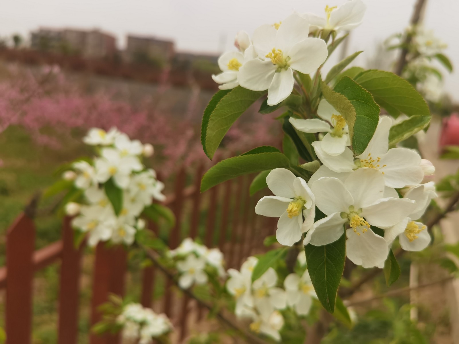 微信图片_2022033108510218