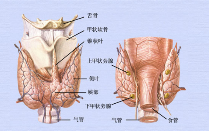 甲状腺与甲状旁腺大体观.png
