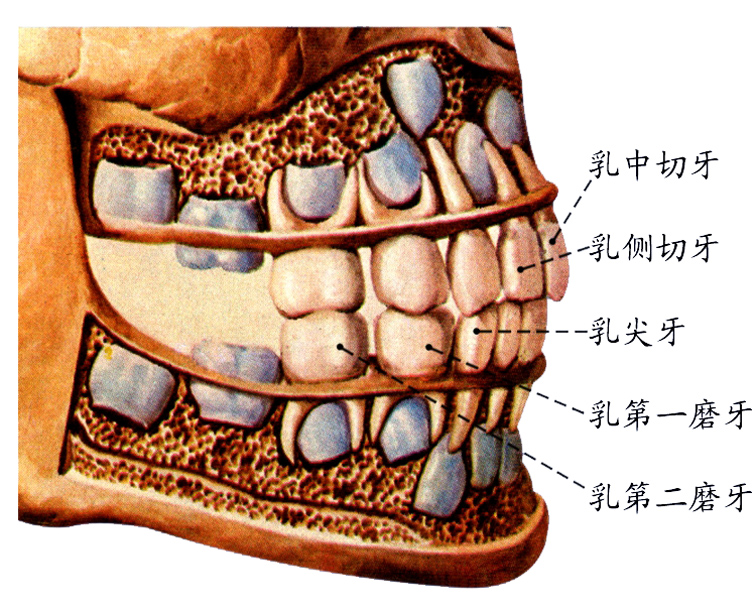 乳牙.jpg