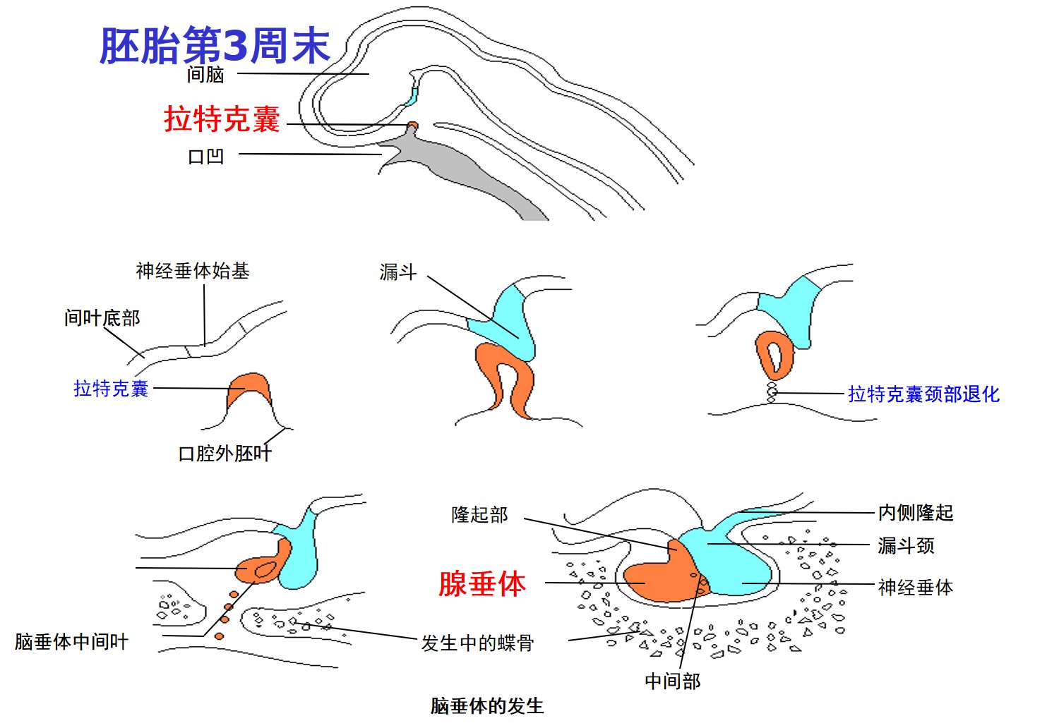 1.2-3 拉特克囊.jpg