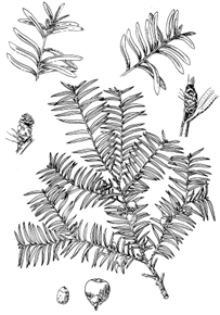 图63 南方红豆杉