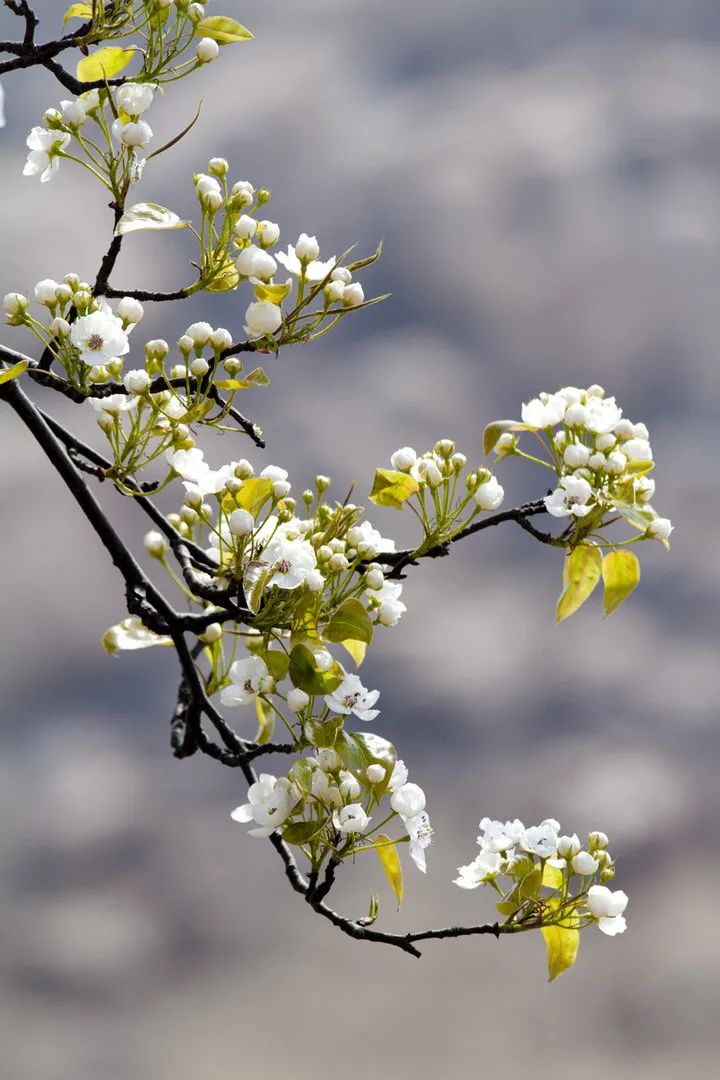 微信图片_20210331104300 微信图片_20210331104300.jpg?v=1774490086390