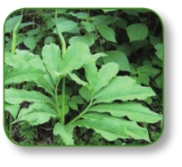 pagenumber_ebook=199,pagenumber_book=186