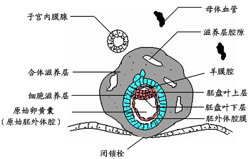 【着床】 着床后滋养层开始分化为内侧的细胞滋养层和外侧的