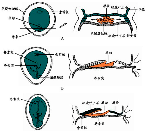 【 三胚层胚盘的形成 】 第3周,胚盘上层细胞沿胚胎背侧正中线尾端