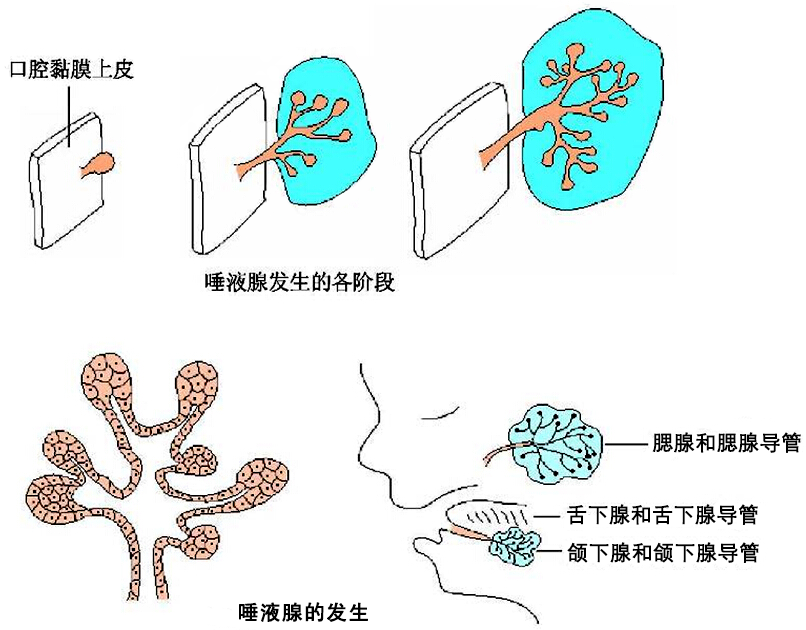 分支形态发生是机体许多器官如唾液腺,乳腺,肺,胰和肾的基本发育