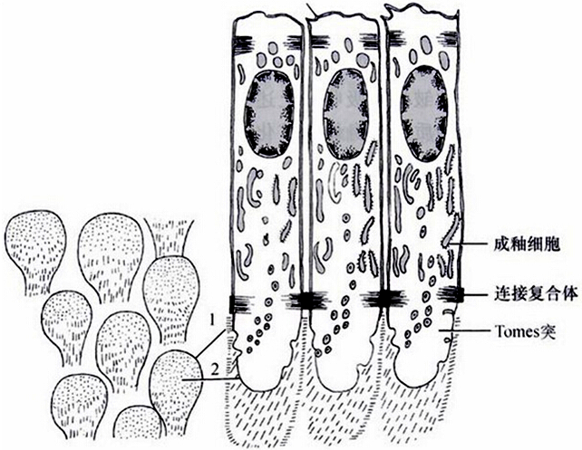 tomes突中有两个分泌釉质蛋白的部位: ◇ 是邻近突起的近