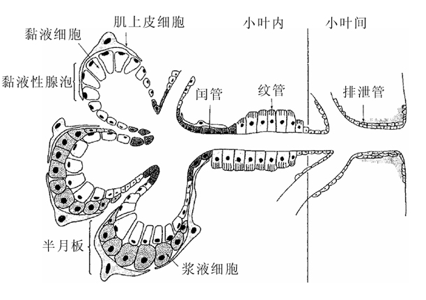唾液腺由实质和间质两部分组成,实质由基本分泌单位(basic secretory