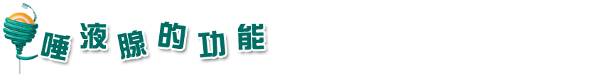 唾液腺的功能副本.png