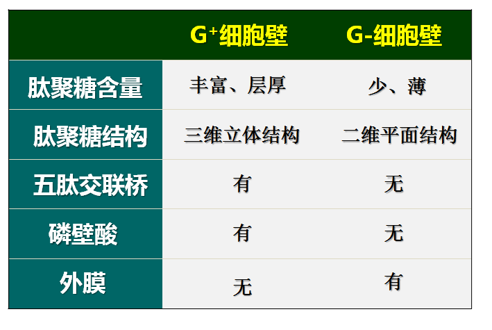 革兰染色的原理和关键是什么_革兰染色原理