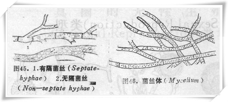 霉菌的菌丝可分为基内菌丝,气生菌丝和孢子丝.