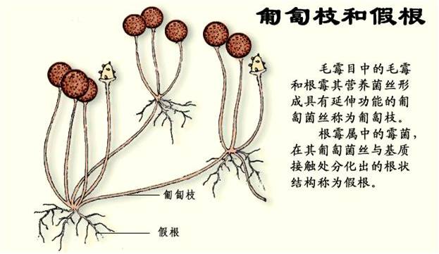 菌丝交织成网状        ◆ 无性繁殖产生厚垣孢子,节孢子,分生孢子,孢