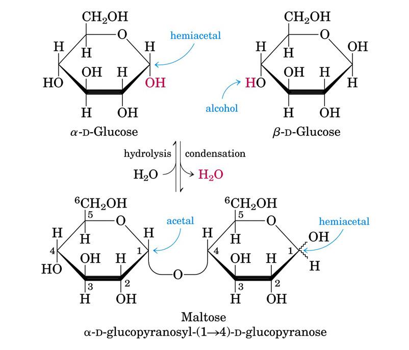 (1)结构:麦芽糖是由2分子d-葡萄糖通过α-1,4糖苷键连接而成.