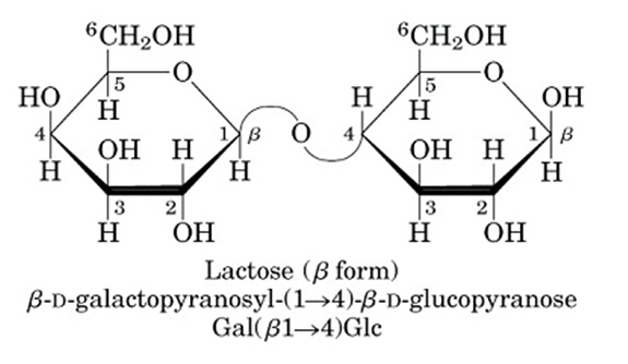 多糖(polysaccharide)