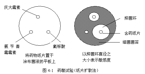 抑菌圈的原理_2.2.6最佳浸提时间   从图6得出,0-2 h,抑菌圈直径下降,开始溶解不够充分,抑菌圈直