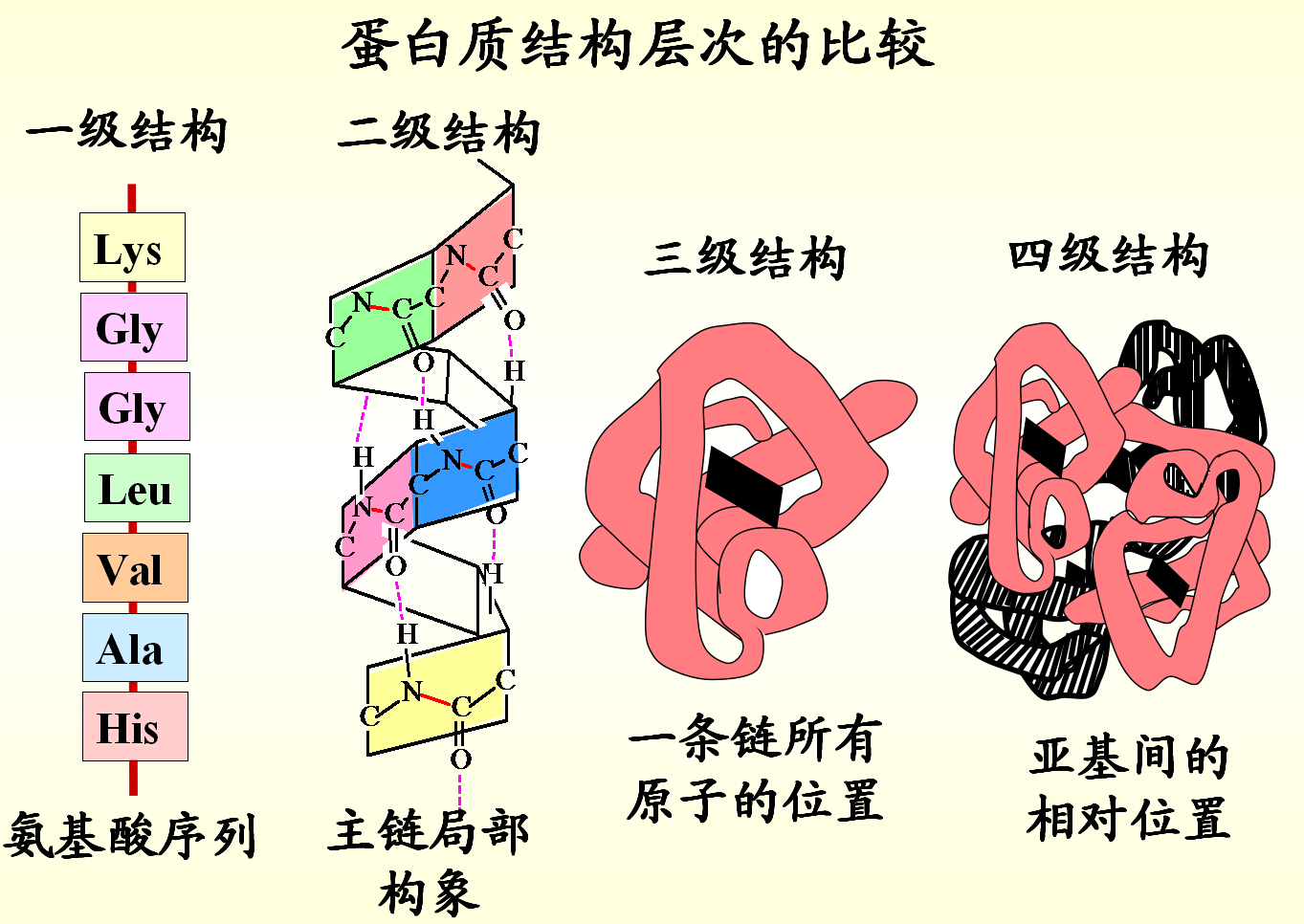 蛋白质折叠和复性有什么关系?