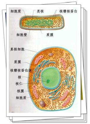 细胞核是遗传信息库,是细胞_属于原核细胞型微生物的是_巨核产板细胞69个是什么意思啊