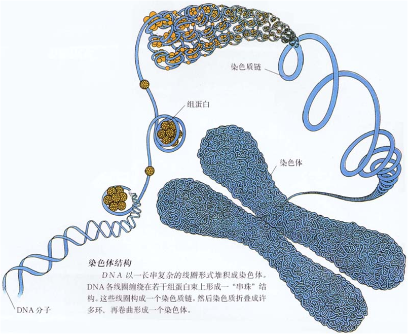 如果在一个细胞中只有一套相同功能的染色体,它就是一个单倍体.