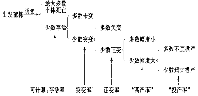 诱变育种的步骤